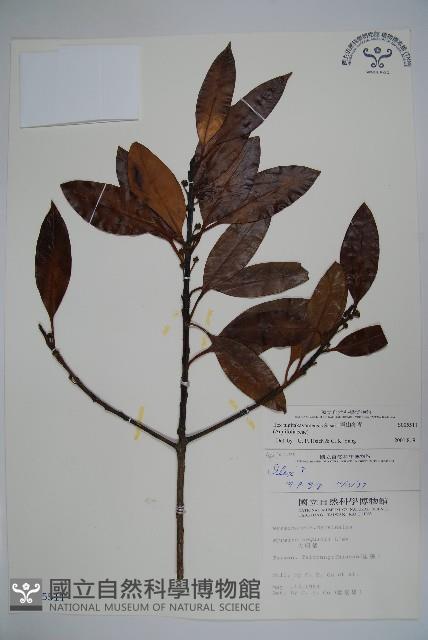 雪山冬青藏品圖，第1張