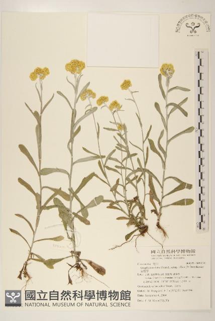 鼠麴草藏品圖，第1張