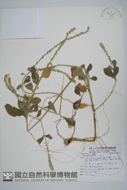 土牛膝藏品圖，第1張