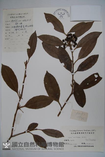 廣葉冬青、大葉冬青、苦丁茶藏品圖，第1張
