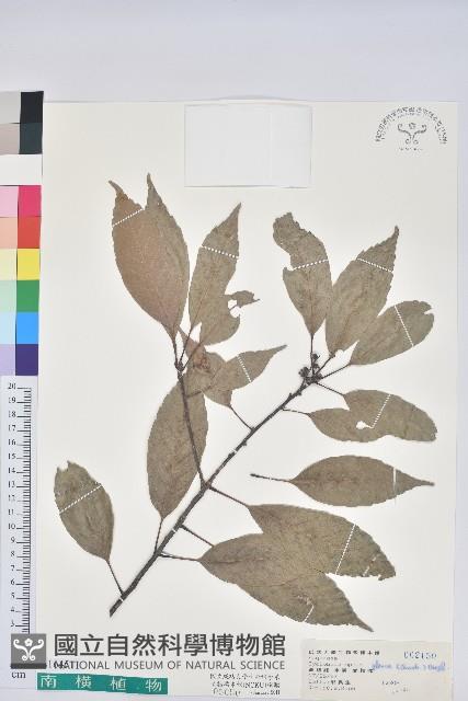 青剛櫟、鐵椆藏品圖，第1張