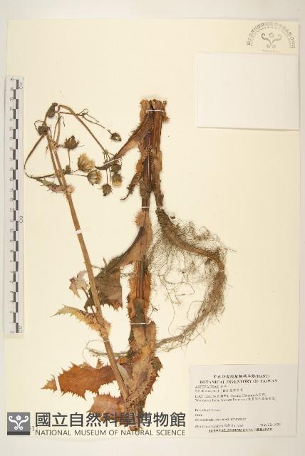 鬼苦苣菜藏品圖，第1張