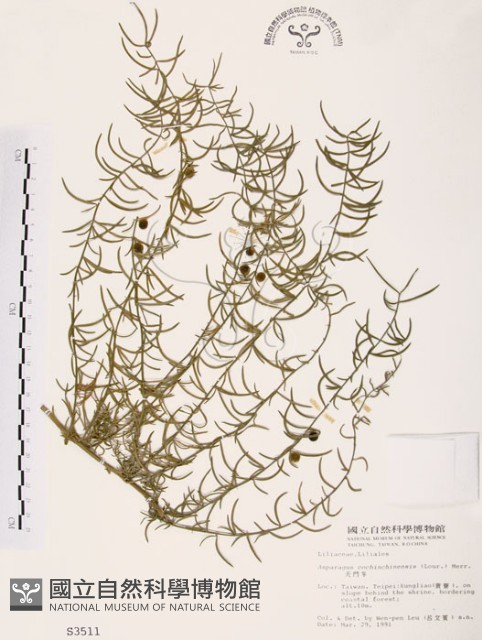 天門冬藏品圖，第1張