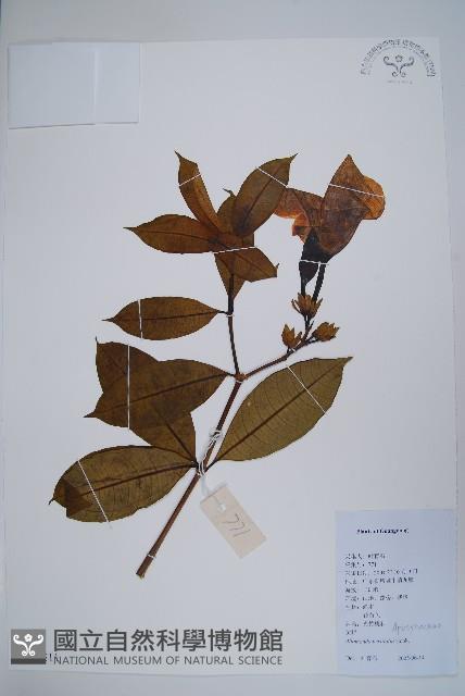 小花黃蟬藏品圖，第1張