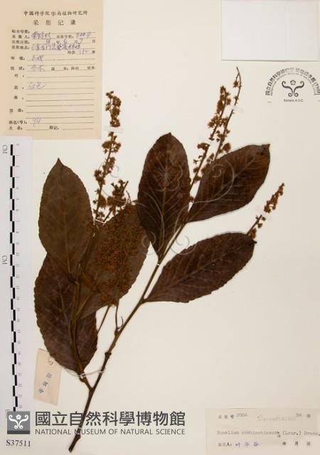 天料木藏品圖，第1張