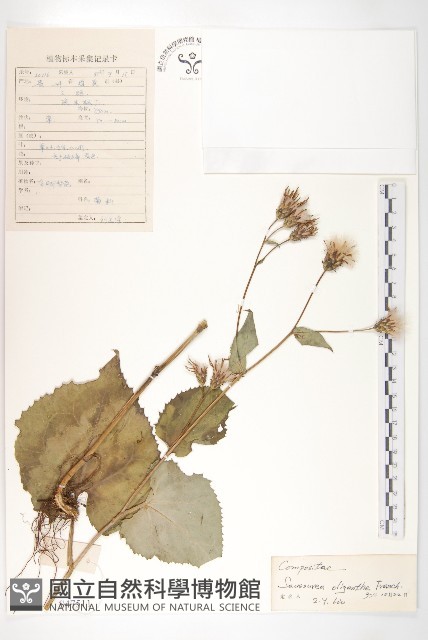 少花鳳毛菊藏品圖，第1張