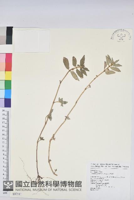 飛揚草藏品圖，第1張