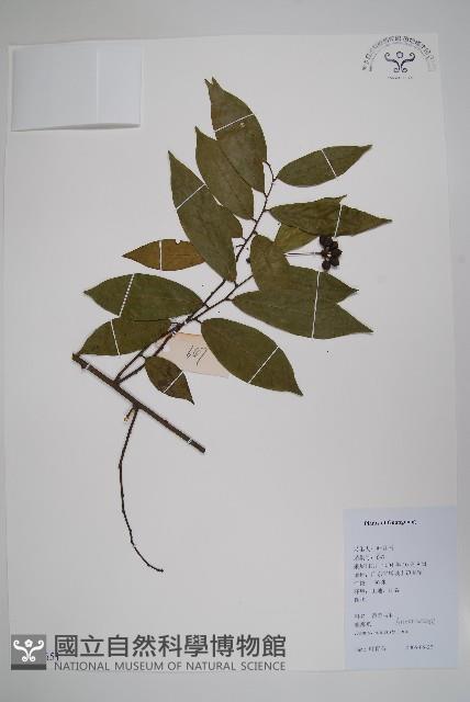 假鷹爪藏品圖，第1張