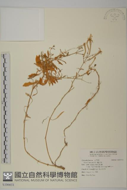 蠅子草藏品圖，第1張