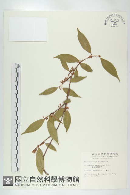 臺灣胡頹子藏品圖，第1張