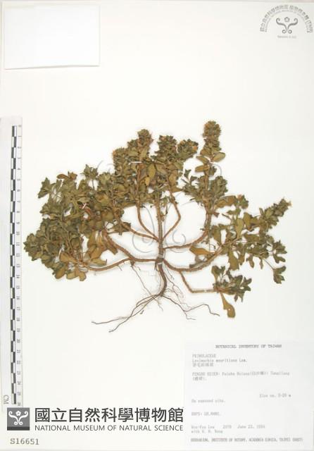 茅毛珍珠菜藏品圖，第1張