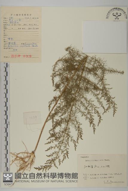 茵蔯蒿藏品圖，第1張