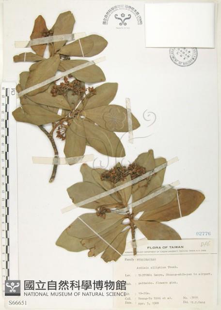 蘭嶼樹杞、蘭嶼紫金牛藏品圖，第1張