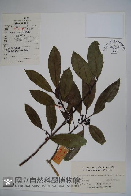 細果鐵冬青藏品圖，第1張