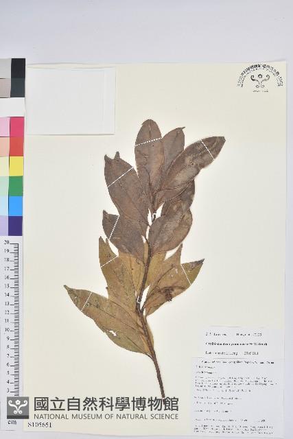 雲南假木荷藏品圖，第1張