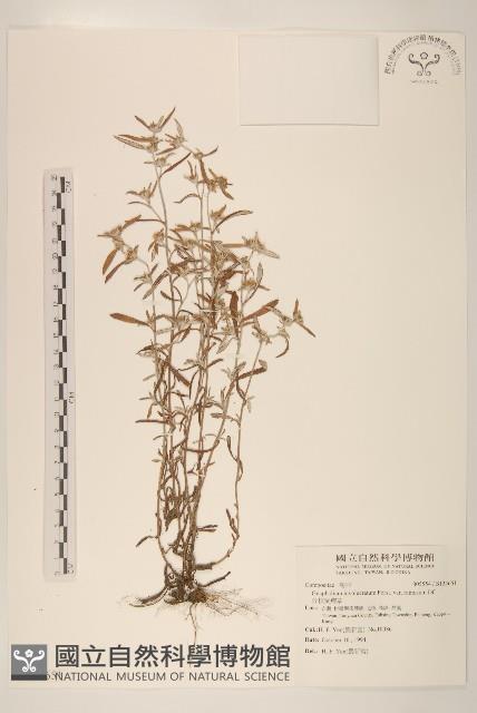 分枝鼠麴草藏品圖，第1張