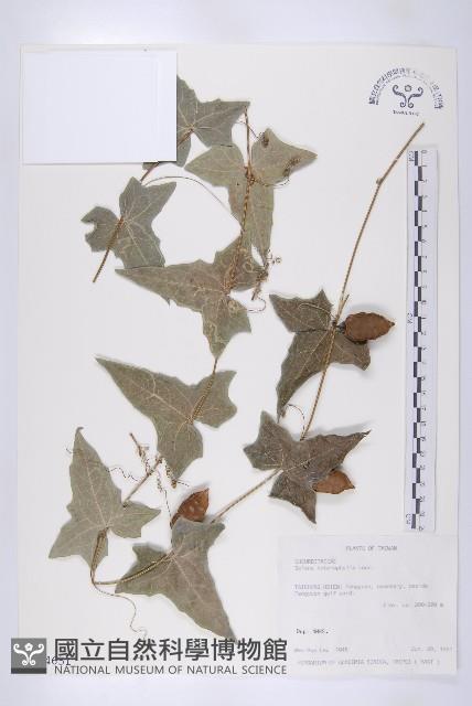 茅瓜藏品圖，第1張