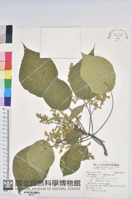 血桐藏品圖，第1張