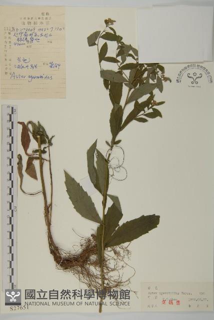 山白蘭藏品圖，第1張