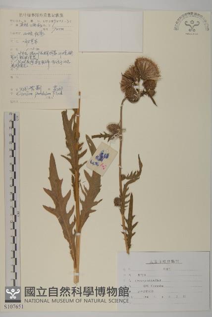 煙管草藏品圖，第1張