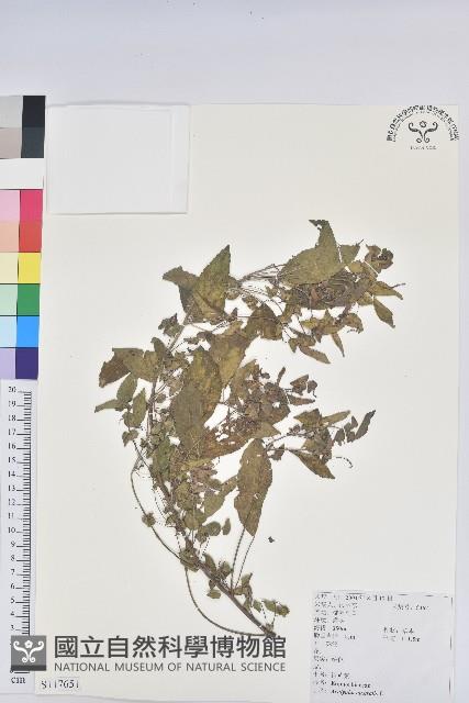 鐵莧菜藏品圖，第1張