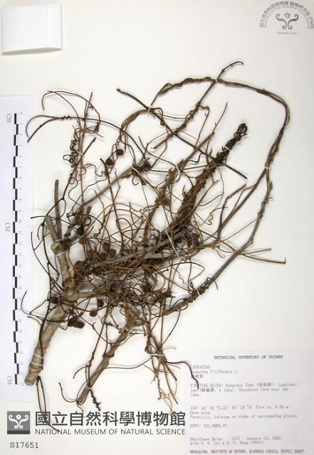 無根草藏品圖，第1張