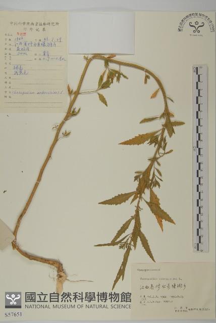 臭杏、土荊芥藏品圖，第1張