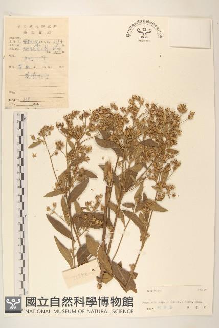 糙葉斑鳩菊藏品圖，第1張