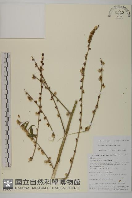 天名精藏品圖，第1張