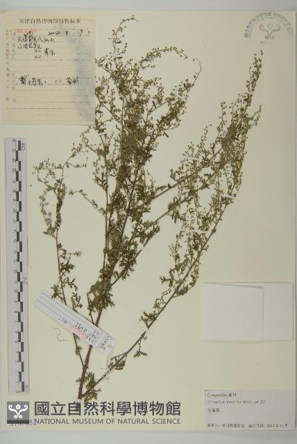 蒿子藏品圖，第1張