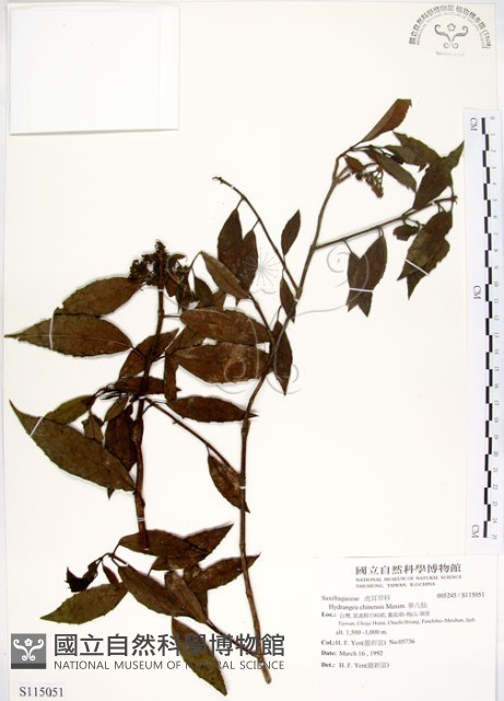 華八仙藏品圖，第1張