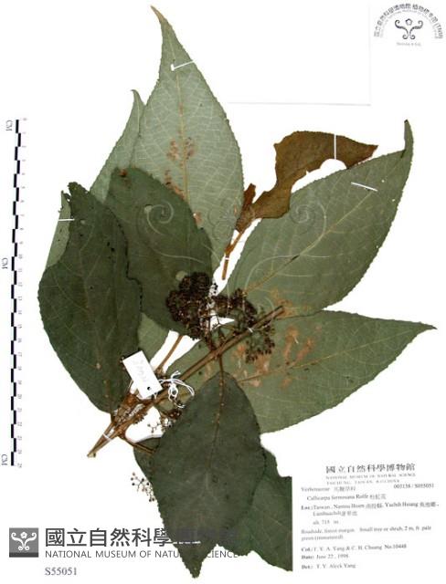 杜虹花，台灣紫珠藏品圖，第1張