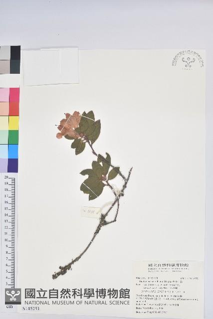 金毛杜鵑藏品圖，第1張