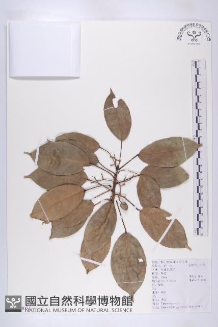 薯豆藏品圖，第1張