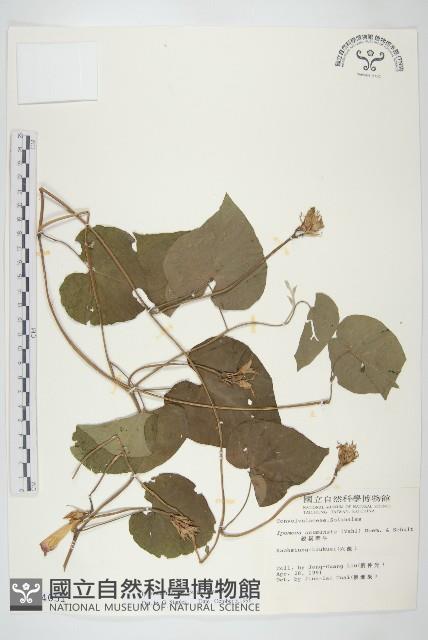 銳葉牽牛藏品圖，第1張