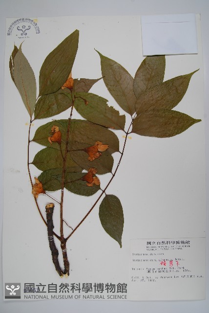 鐘萼木藏品圖，第1張