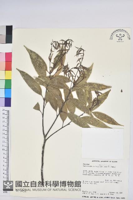 鋸葉長尾栲、白校欑藏品圖，第1張