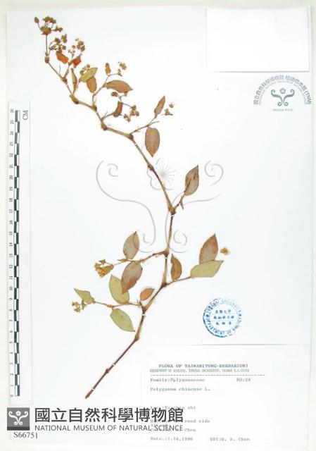 火炭母草、清飯藤藏品圖，第1張