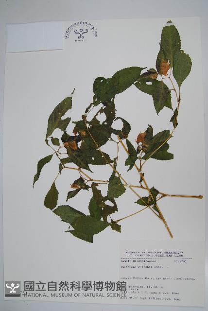 白花鳳仙花藏品圖，第1張