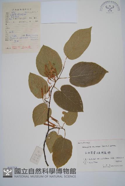 八角楓藏品圖，第1張