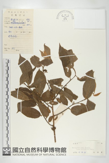 油柿藏品圖，第1張