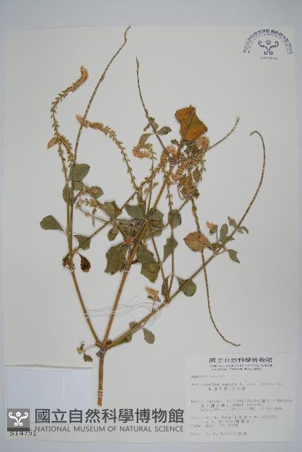 印度牛膝、土牛藤藏品圖，第1張