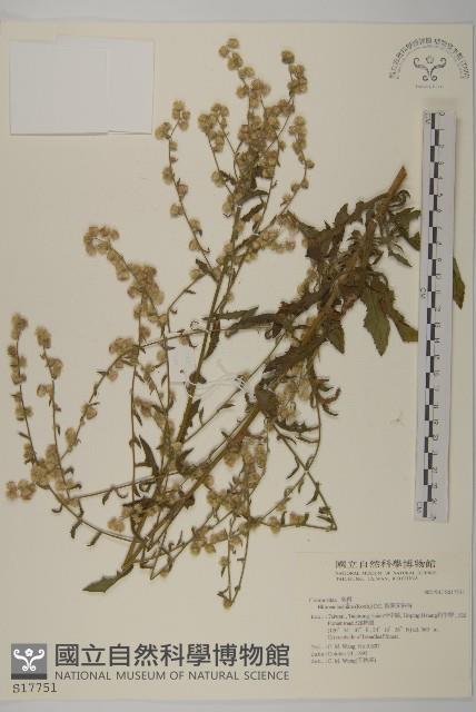 裂葉艾納香藏品圖，第1張