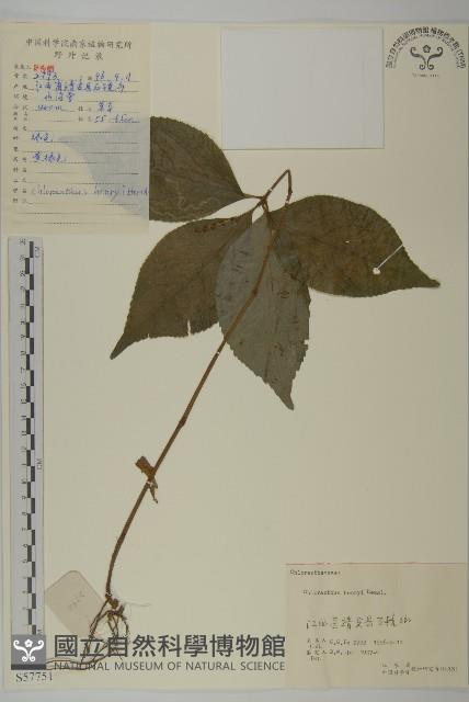 寬葉金粟蘭藏品圖，第1張