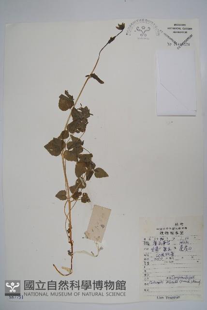 台參藏品圖，第1張