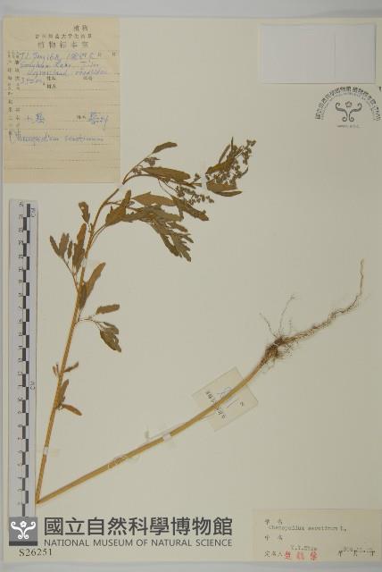 小葉藜藏品圖，第1張