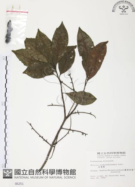 紅葉樹藏品圖，第1張