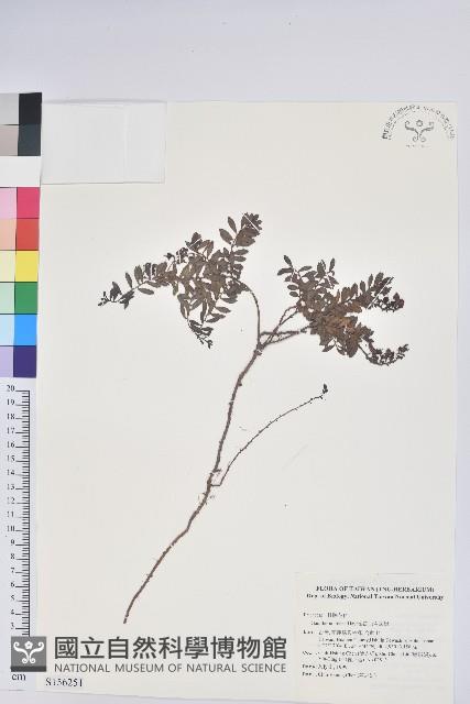 高山白珠樹藏品圖，第1張