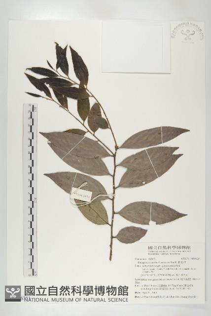 軟毛柿藏品圖，第1張