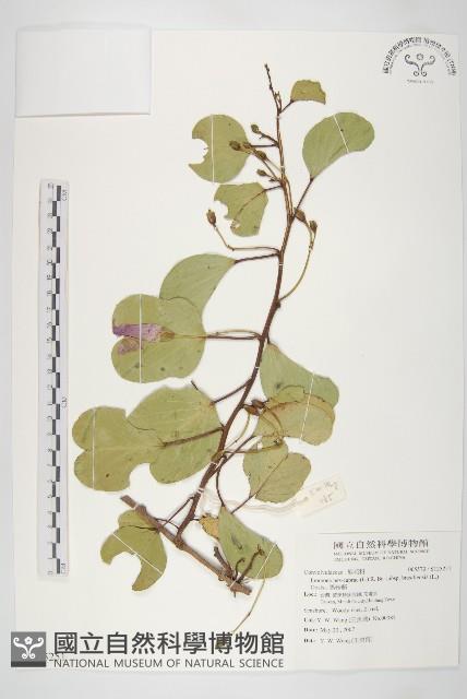 馬鞍藤藏品圖，第1張